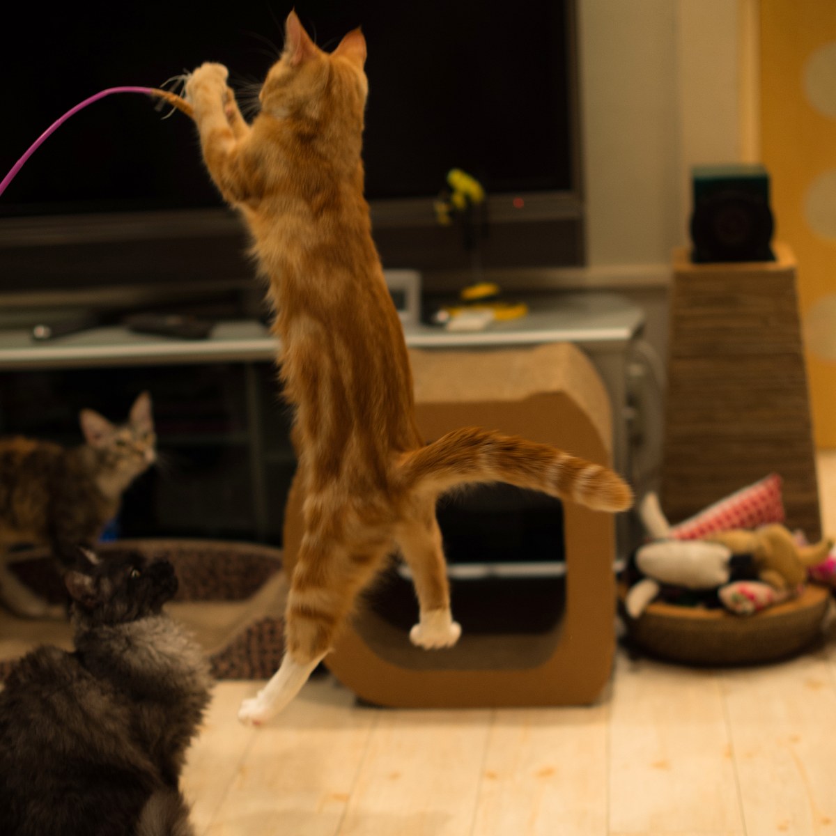 Para gatos