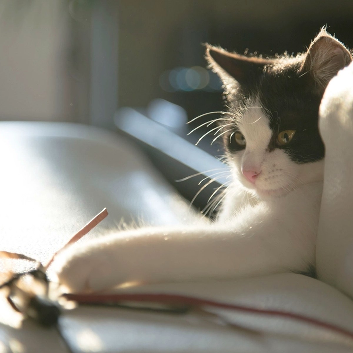 Foto real de una mascota de la comunidad Petjuna